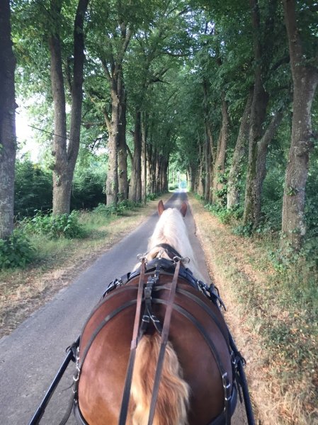 Écurie Vernay - photo 3