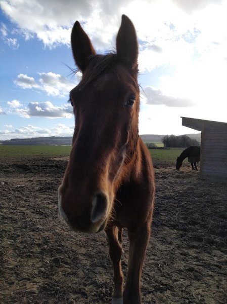 Ecuries du Domaine de Gadancourt - photo 2