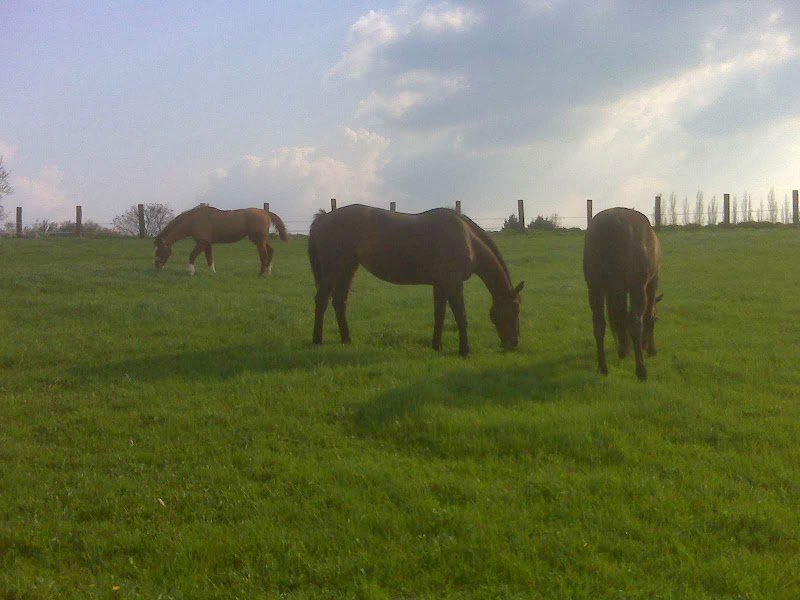 Pension de chevaux à Bellefontaine, La Ferme d'Alain Bimont - photo 2