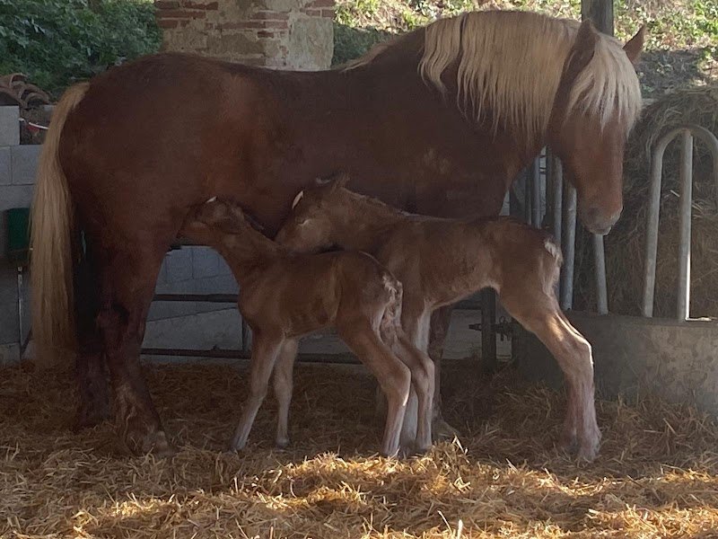 Ecurie Al Jabal - photo 1