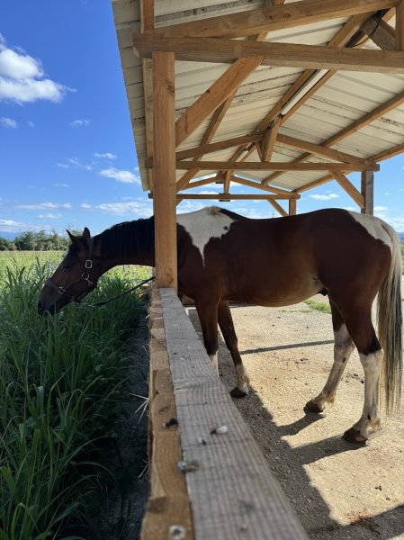 Écurie domaine de la Tour Noble