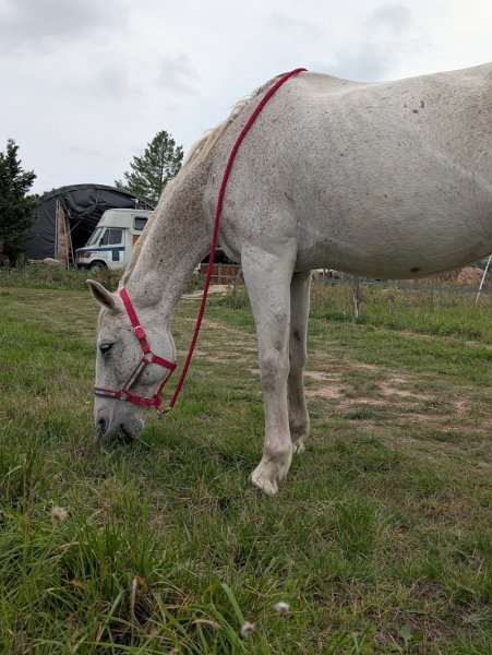 Écurie domaine de la Tour Noble - photo 2