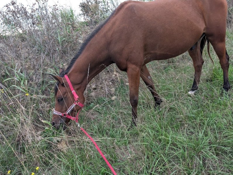 Écurie domaine de la Tour Noble - photo 3