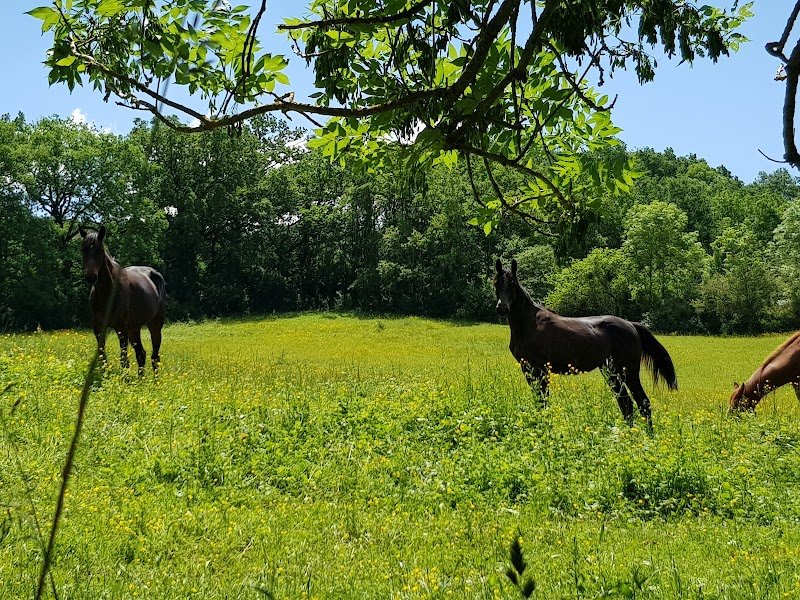 Ecurie de Bellecombe