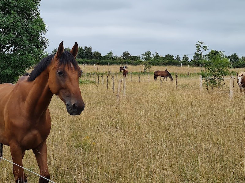 Domaine de Combelles centre équestre, équitation - photo 2