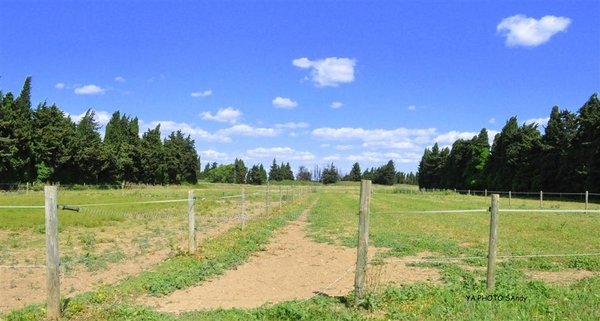 Centre Équestre Nîmes : Écurie du Phenix Nîmes - photo 3