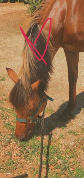 Centre Équestre du Grand Mas d'Assas - photo 2