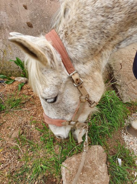 Centre Équestre du Grand Mas d'Assas - photo 3