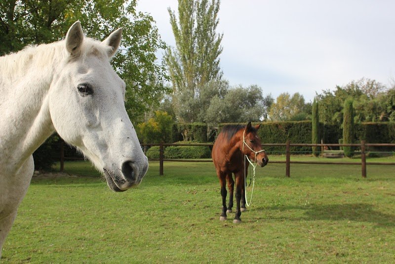 Ô Cheval - Brigitte Remillon