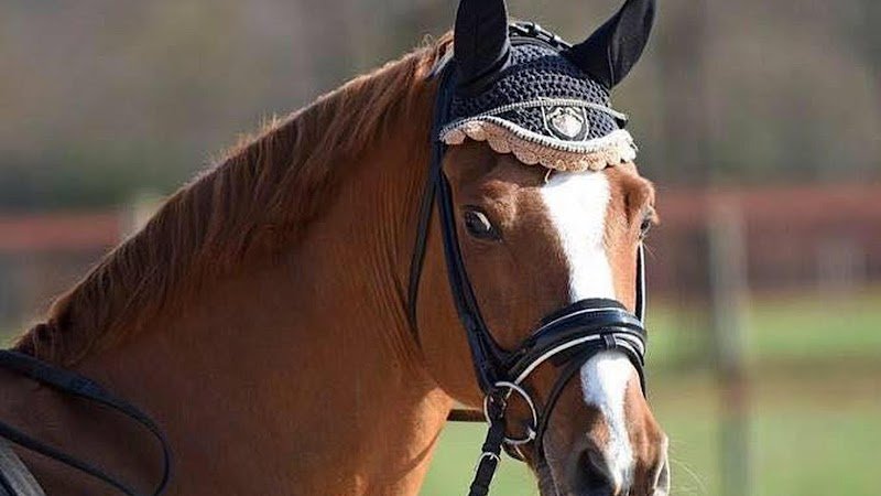 Ecuries et Gîtes du Bouscassé