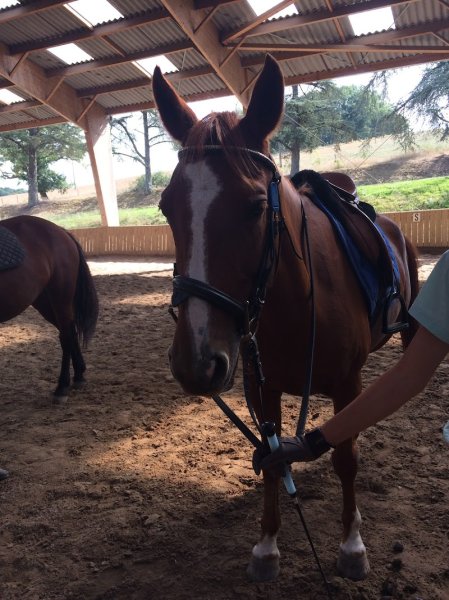 Ecuries et Gîtes du Bouscassé - photo 3