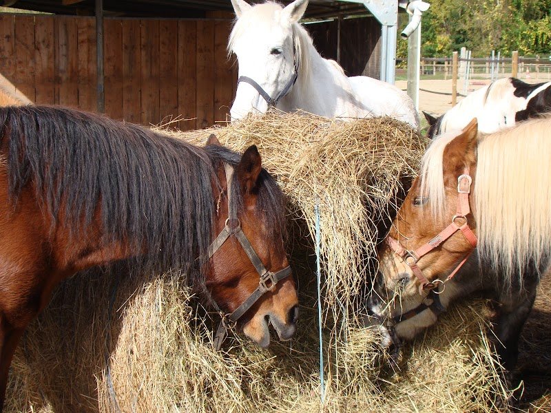 Centre équestre Etrier de Cahors-Bégoux - photo 3