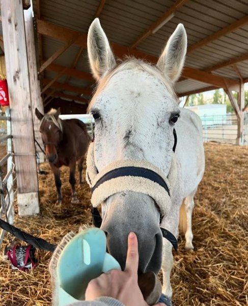 Haras du Soleil – Famille Desaulnier - photo 2