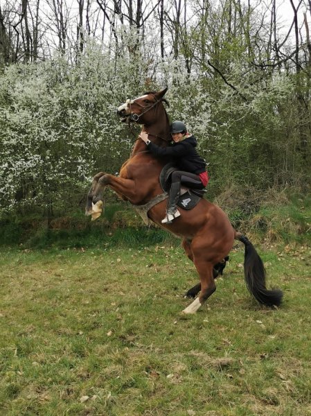Ferme equestre de saint laurent - photo 2