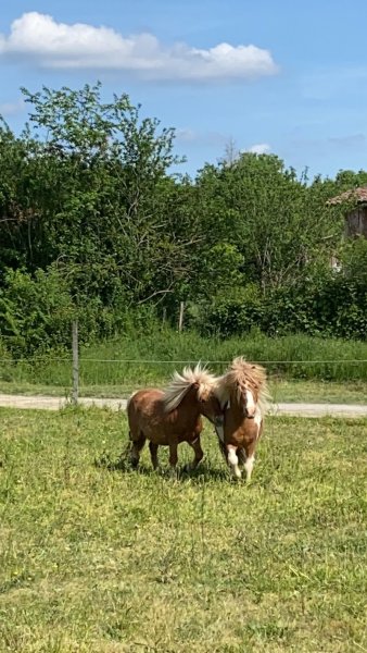 Club Hippique Du Ramierou - photo 2