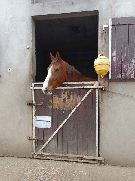 Centre Equestre de Laval - photo 3