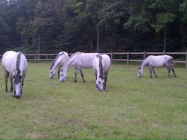 CENTRE EQUESTRE DE VIARMES - photo 1
