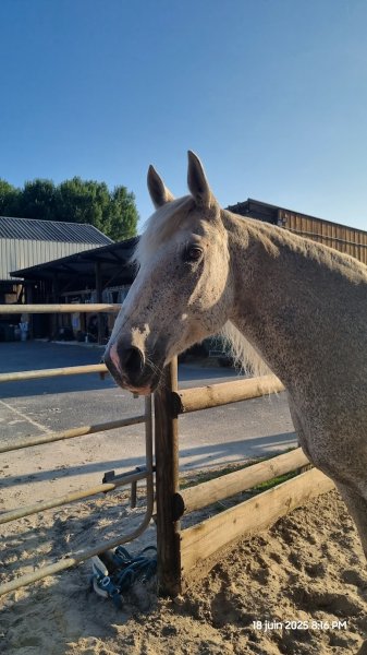 Écurie Lamorlaye Équestre - photo 2