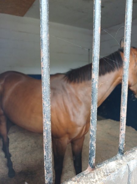 HORSE HOTEL - photo 3