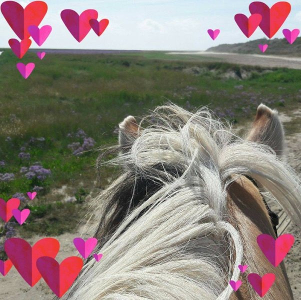 CERCLE HIPPIQUE DE GOUVIEUX - photo 1