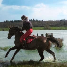 Centre Équestre & Poney Club d’Ezanville - photo 3