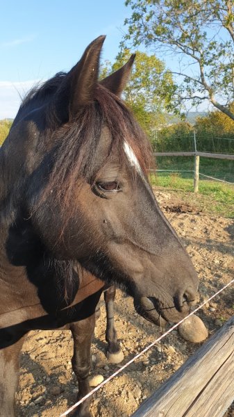 Centre Equestre Le Pilon - photo 2