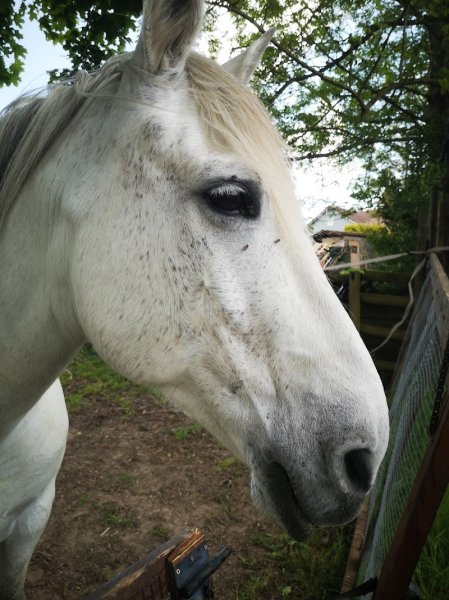 Ecuries du Centaure - photo 2