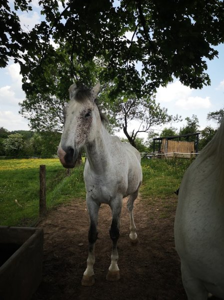 Ecuries du Centaure - photo 3