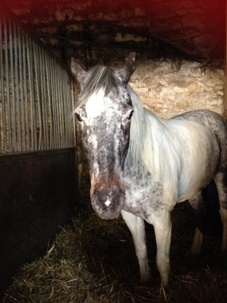 Société Hippique de la Tanière - photo 2