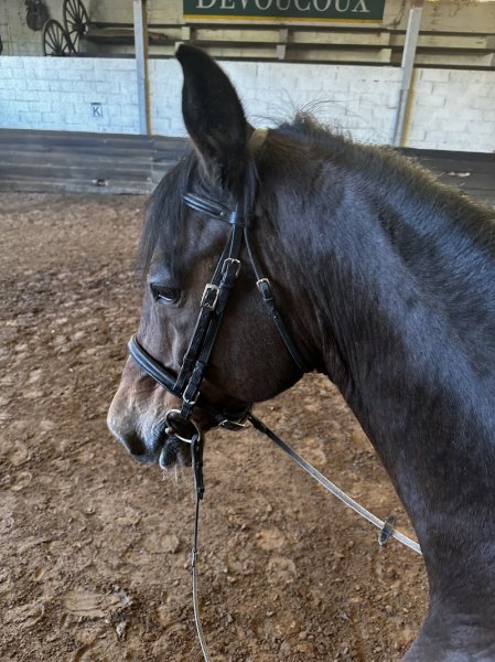 Les Ecuries de la Chevée - photo 1