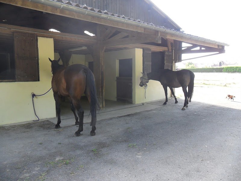Pension pour chevaux - La Grange Colombe - photo 3