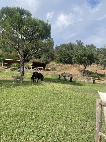 Écuries de L’Aurivastre - photo 1