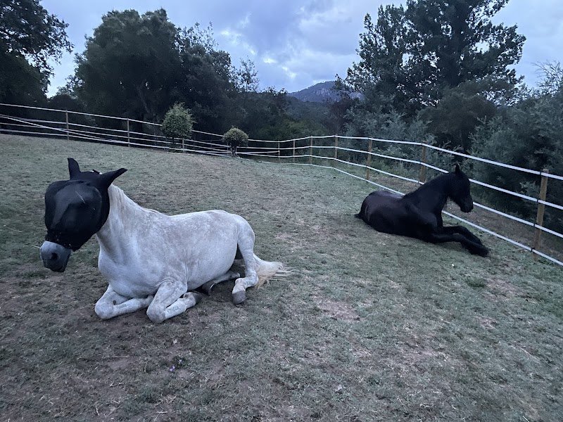 Écuries de L’Aurivastre - photo 2