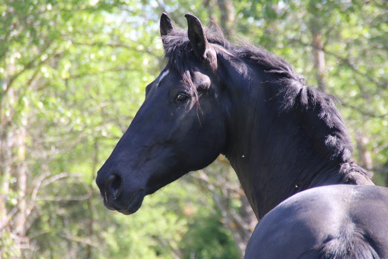 Les ecuries flaurhanna - photo 1