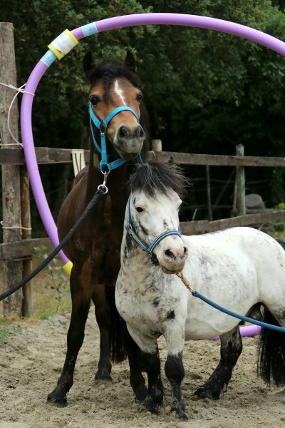 Les ecuries flaurhanna - photo 2