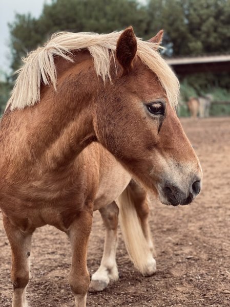 Centre équestre de Fréjus - photo 1