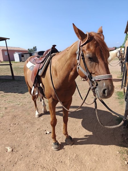 my little western pony - photo 2