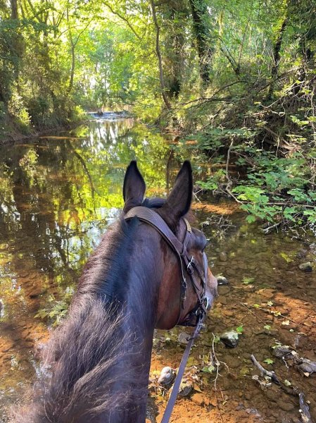 Écurie de Sauvebonne - photo 1