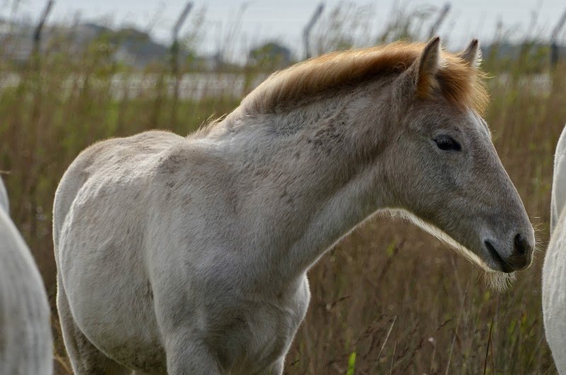 Écurie Benjamin Torrano - photo 3