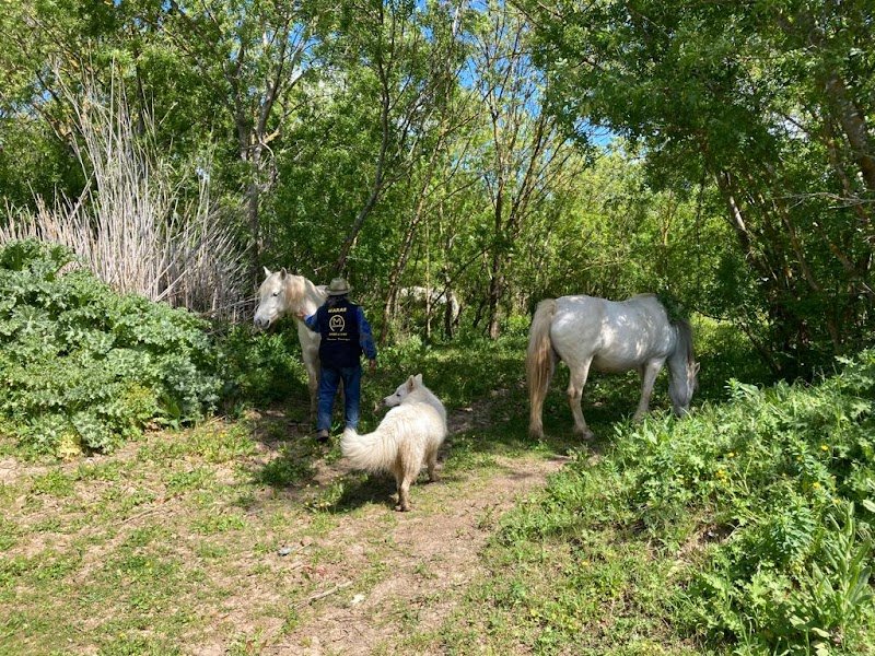 Haras Ange Blanc - photo 2