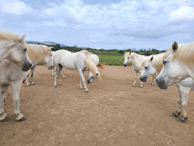 Haras Ange Blanc - photo 3