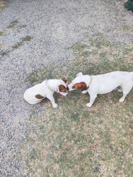 Poney club de la clappe - photo 3