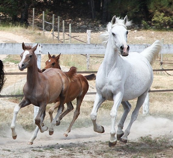 Les Chevaux de Suleiman - photo 1