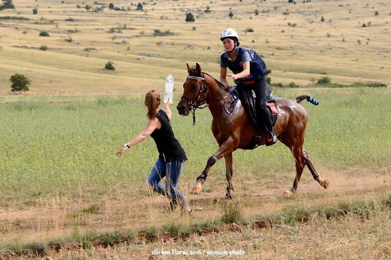 Les Chevaux de Suleiman - photo 3