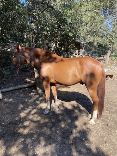 Les chevaux du Roumagnan