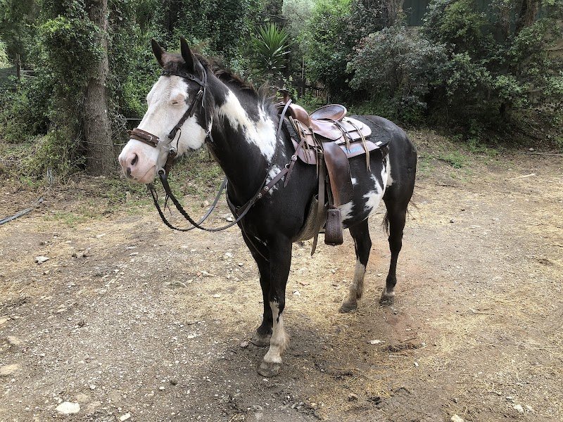 Les chevaux du Roumagnan - photo 2