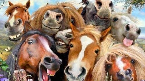 L’écurie du Mas de Cocagne - Gardiennage de chevaux