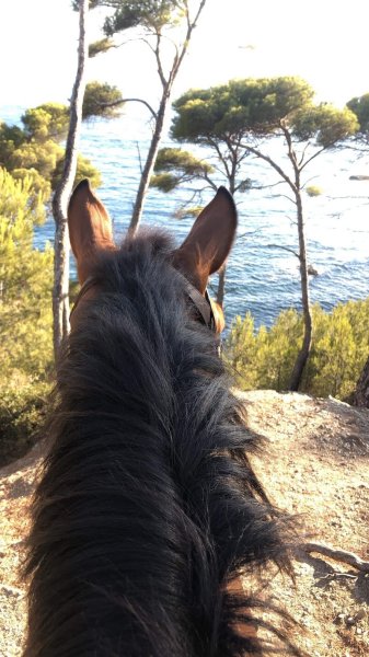 L’écurie du Mas de Cocagne - Gardiennage de chevaux - photo 3