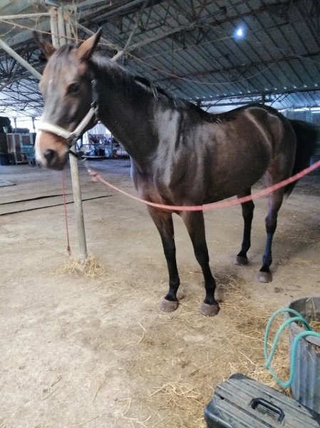 HARAS DES LONES - photo 2