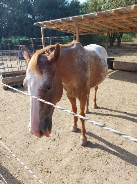 LES ECURIES DU PARC - photo 3